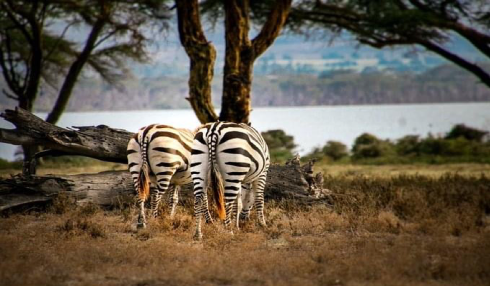 Gallery Konza Sanctuary 12